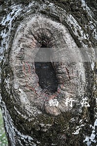 畅行花逾期一年不打电话了 畅行花逾期一年不打电话了