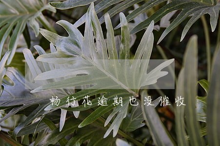 畅行花逾期也没催收 畅行花逾期也没催收