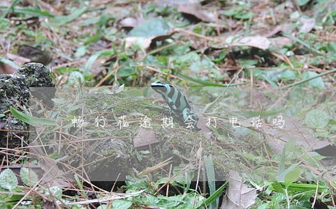 畅行花逾期会打电话吗 畅行花逾期会打电话吗