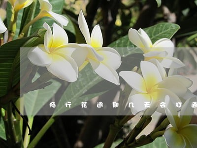 畅行花逾期几天会打通讯录 畅行花逾期几天会打通讯录