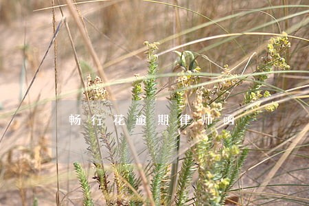 畅行花逾期律师函 畅行花逾期律师函