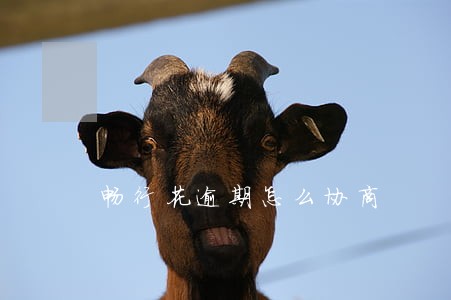 畅行花逾期怎么协商 畅行花逾期怎么协商