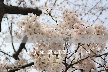 畅行花逾期怎么计算