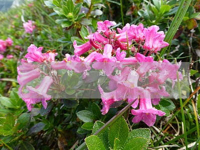 畅行花逾期说要上门 畅行花逾期说要上门