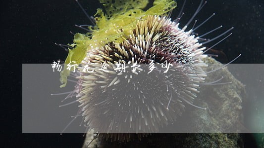 畅行花逾期费多少 畅行花逾期费多少