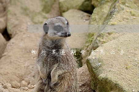 畅行花逾期费高怎么办 畅行花逾期费高怎么办