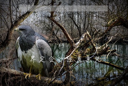 界定会计性质意义