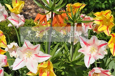 界定非恶意逾期 界定非恶意逾期