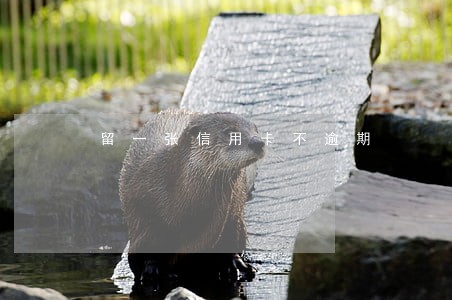 留一张信用卡不逾期 留一张信用卡不逾期