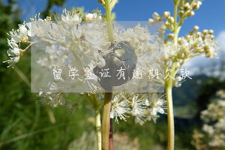 留学签证有逾期欠款 留学签证有逾期欠款