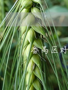 番禺区好的资产拍卖律师排名 番禺区好的资产拍卖律师排名
