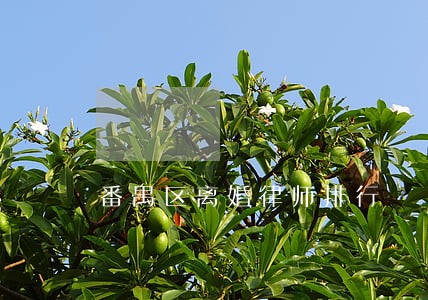 番禺区离婚律师排行 番禺区离婚律师排行