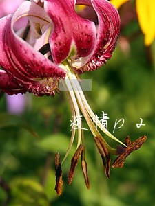 疫情p2p平台大面积逾期 疫情p2p平台大面积逾期