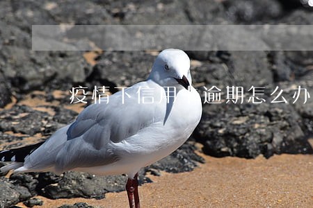 疫情下信用卡逾期怎么办