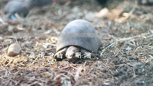 疫情下的逾期潮 疫情下的逾期潮