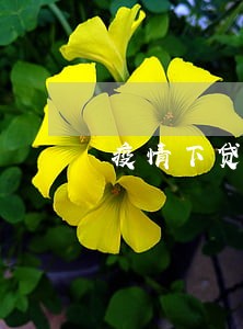 疫情下贷款逾期会算黑户吗 疫情下贷款逾期会算黑户吗