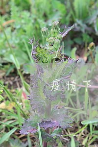 疫情下逾期上征信吗 疫情下逾期上征信吗