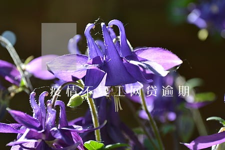 疫情不复工网贷逾期 疫情不复工网贷逾期