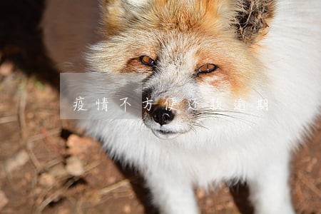 疫情不方便还款逾期 疫情不方便还款逾期