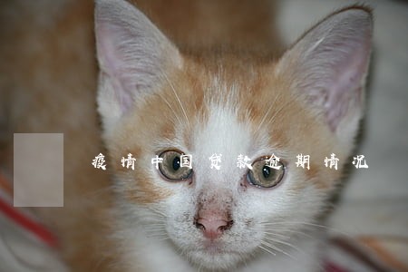 疫情中国贷款逾期情况 疫情中国贷款逾期情况