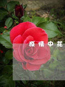 疫情中花呗逾期了没有信息提示 疫情中花呗逾期了没有信息提示