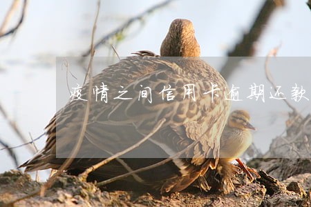疫情之间信用卡逾期还款后果