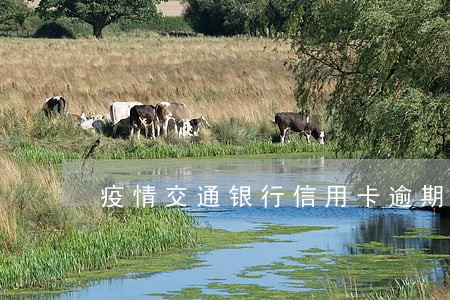 疫情交通银行信用卡逾期