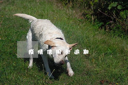 疫情信用卡逾期