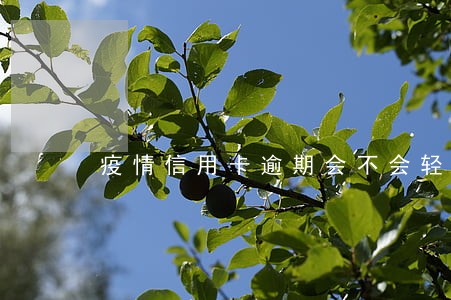 疫情信用卡逾期会不会轻判 疫情信用卡逾期会不会轻判