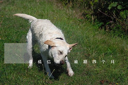 疫情信用卡逾期四个月 疫情信用卡逾期四个月