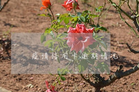 疫情信用卡逾期情况 疫情信用卡逾期情况