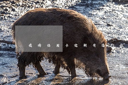 疫情信用卡逾期有违约金吗 疫情信用卡逾期有违约金吗