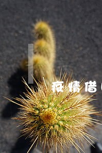 疫情借呗逾期上征信吗 疫情借呗逾期上征信吗