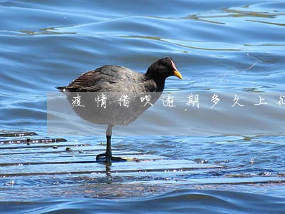 疫情借呗逾期多久上征信 疫情借呗逾期多久上征信