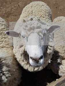 疫情全国逾期有百分之多少 疫情全国逾期有百分之多少