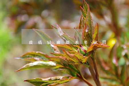 疫情前逾期未年审罚单