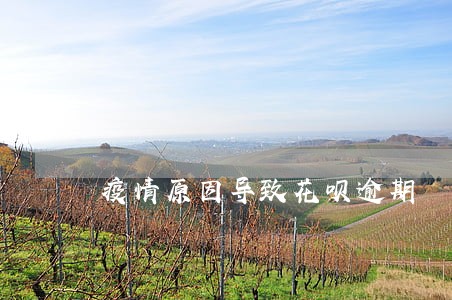 疫情原因导致花呗逾期 疫情原因导致花呗逾期