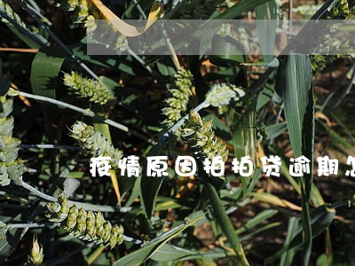 疫情原因拍拍贷逾期怎么办 疫情原因拍拍贷逾期怎么办