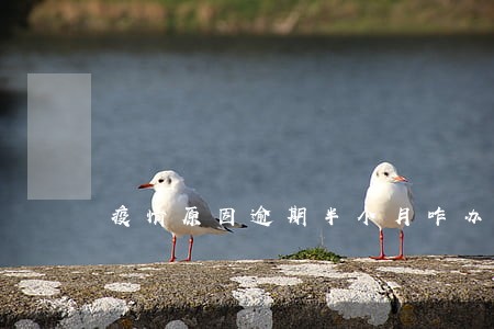 疫情原因逾期半个月咋办 疫情原因逾期半个月咋办