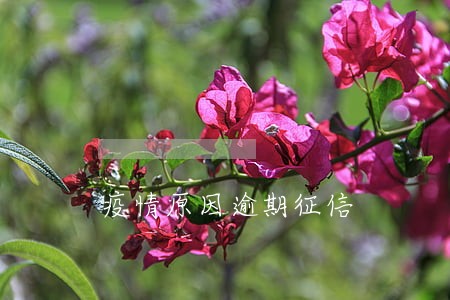 疫情原因逾期征信 疫情原因逾期征信