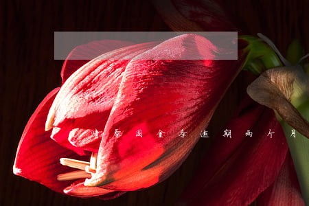 疫情原因金条逾期两个月 疫情原因金条逾期两个月