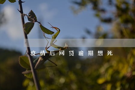 疫情后网贷逾期想死 疫情后网贷逾期想死