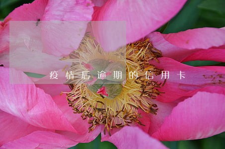 疫情后逾期的信用卡 疫情后逾期的信用卡