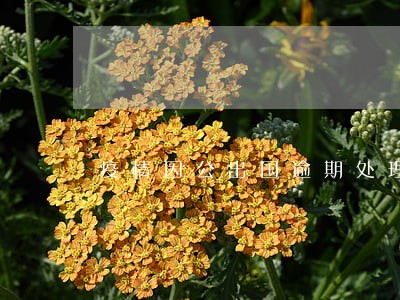 疫情因公出国逾期处理意见