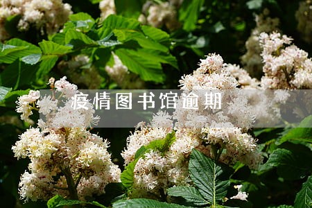 疫情图书馆逾期