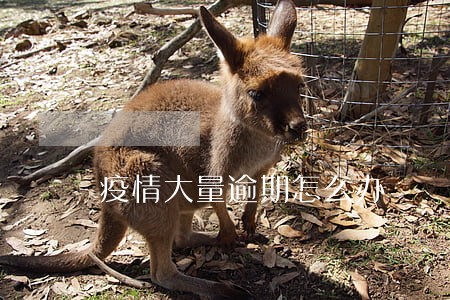 疫情大量逾期怎么办 疫情大量逾期怎么办