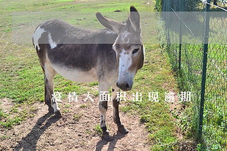 疫情大面积出现逾期