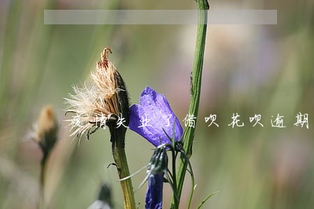 疫情失业了借呗花呗逾期 疫情失业了借呗花呗逾期