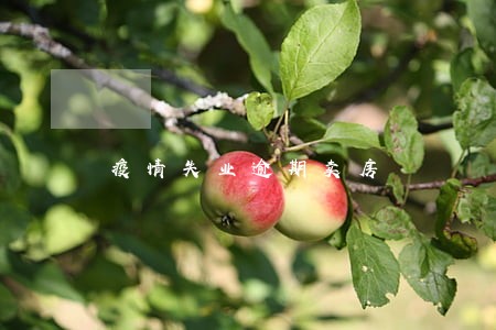 疫情失业逾期卖房