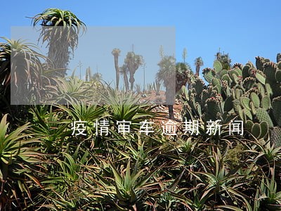 疫情审车逾期新闻